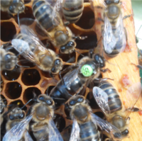 Braunelle Wirtschaftskönigin