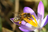 Carnica Wirtschaftskönigin