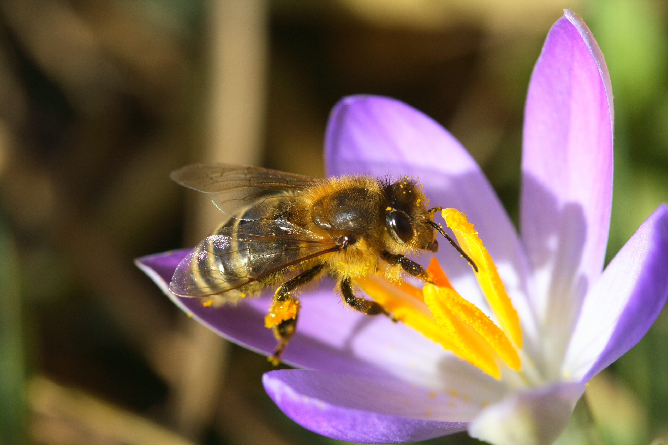Carnica Wirtschaftskönigin