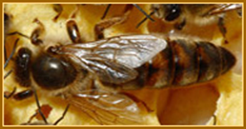 Carnica Wirtschaftskönigin